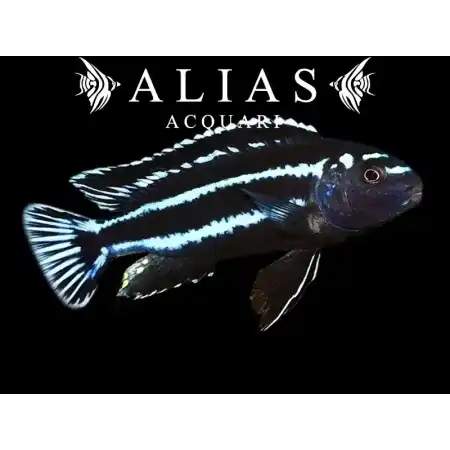 Melanochromis johanni