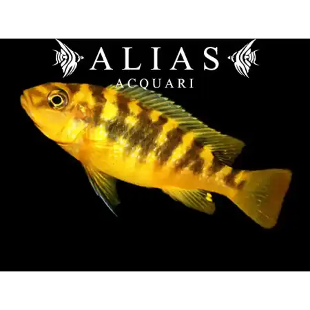 Pseudotropheus crabro