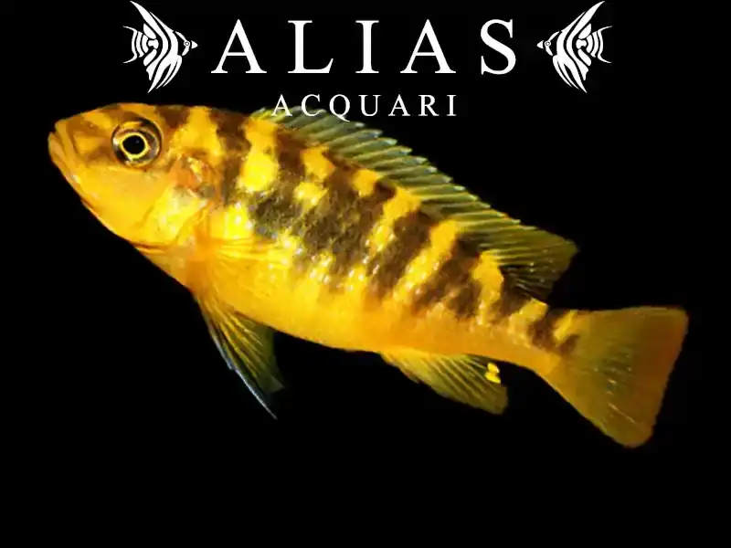 Pseudotropheus crabro