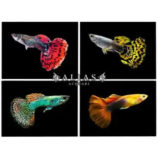 Guppy maschio Supercolor Mix