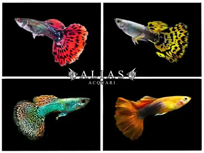 Guppy maschio Supercolor Mix