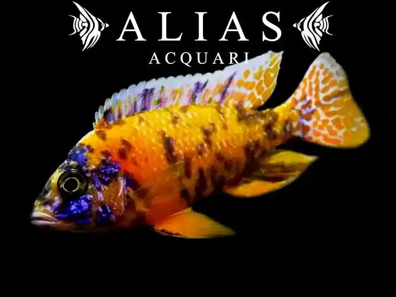 Aulonocara sp. Calico