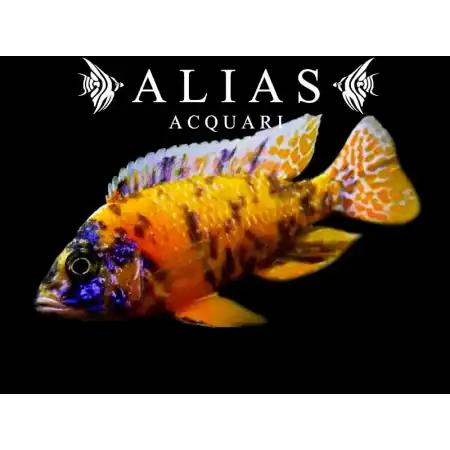 Aulonocara sp. Calico