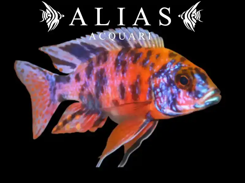 Aulonocara Calico red neon