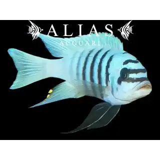 Pseudotropheus Zebra chilumba maison reef