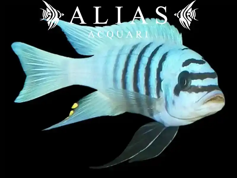 Pseudotropheus Zebra chilumba maison reef