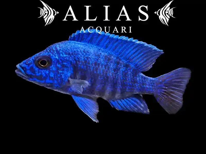 Aulonocara stuartgranti Chilumba