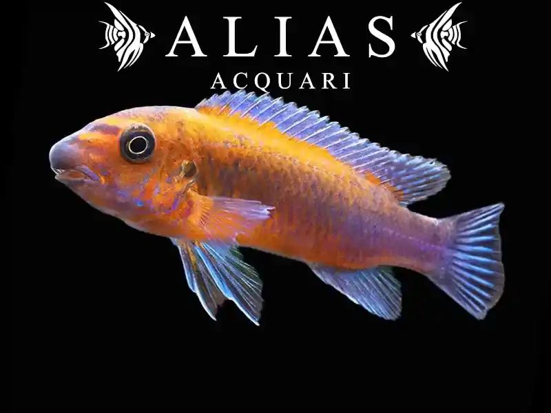 Labeotropheus Trewavasae chilumba