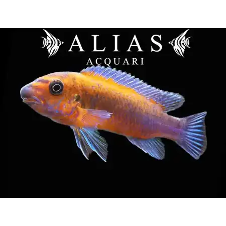 Labeotropheus Trewavasae chilumba