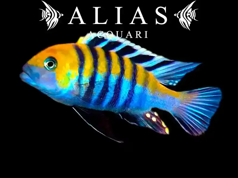 Cynotilapia Afra cobue true
