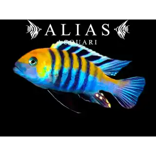 Cynotilapia Afra cobue true