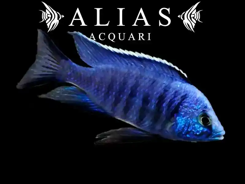 Copadichromis Azureus