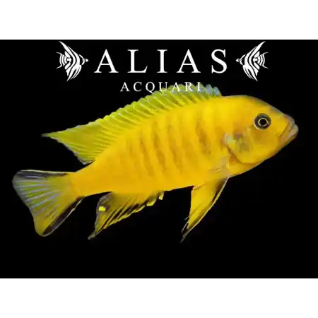 Pseudotropheus Daktari