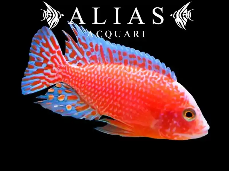 Aulonocara sp. Firefish