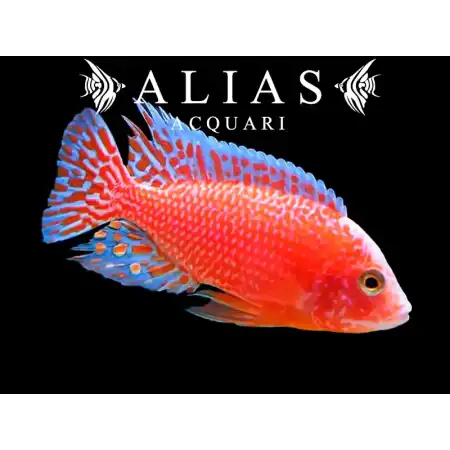 Aulonocara sp. Firefish