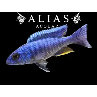 Haplochromis (Sciaenochromis) Fryeri