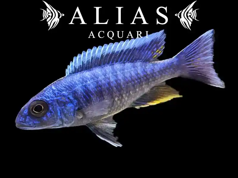 Haplochromis (Sciaenochromis) Fryeri