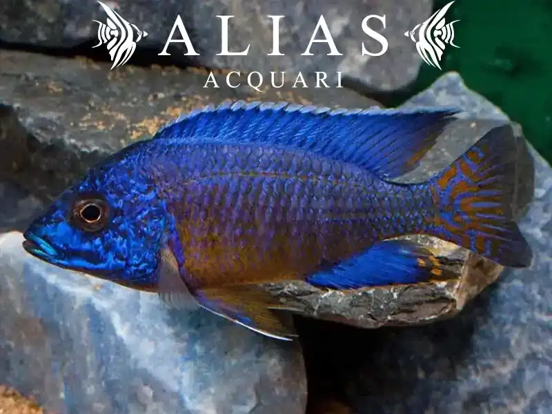 Aulonocara stuartgranti «Ngara»