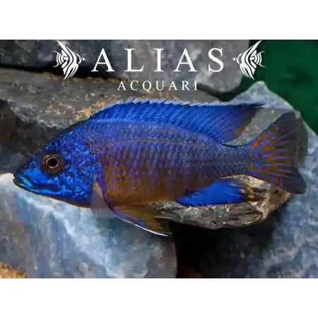 Aulonocara stuartgranti «Ngara»