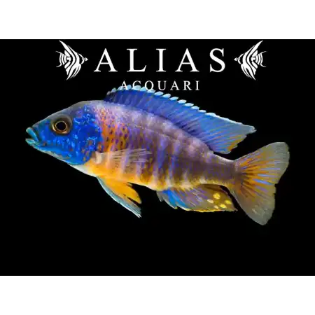 Aulonocara Hansbaenschi