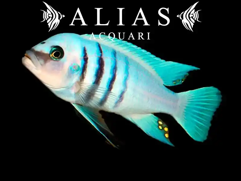 Cynotilapia sp. Hara Gallireya reef