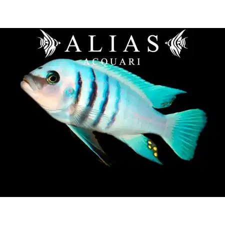 Cynotilapia sp. Hara Gallireya reef