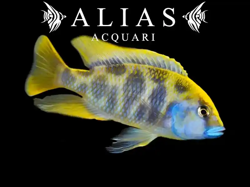 Haplochromis Venustus