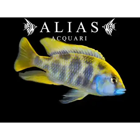 Haplochromis Venustus