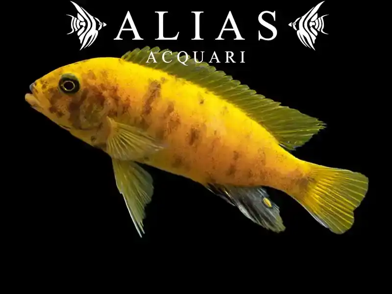 Pseudotropheus Zebra gold mundola point