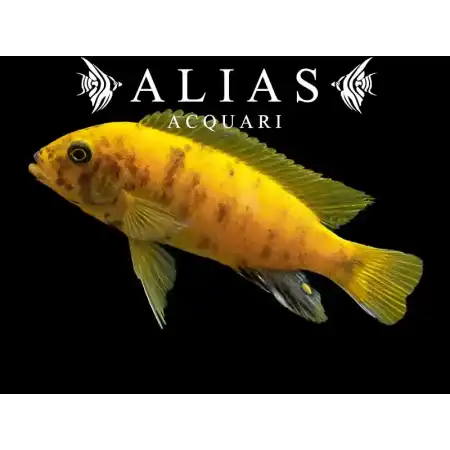 Pseudotropheus Zebra gold mundola point