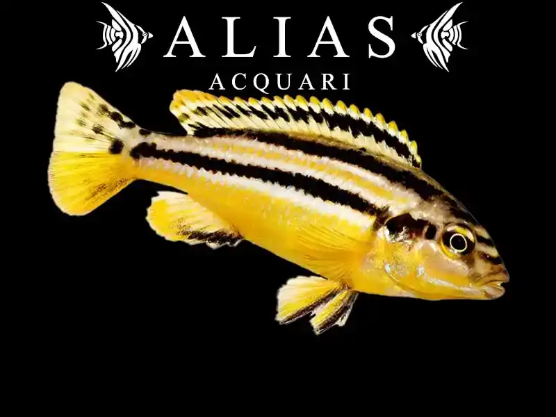 Melanochromis Auratus