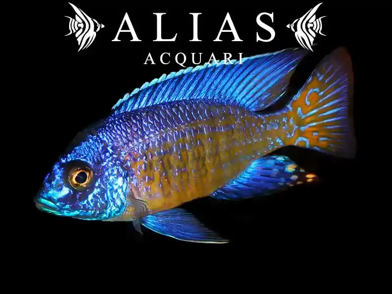 Aulonocara Stuartgranti