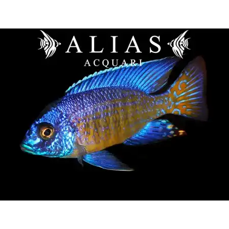 Aulonocara Stuartgranti