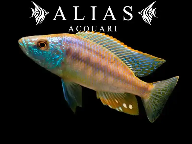 Dimidiochromis strigatus
