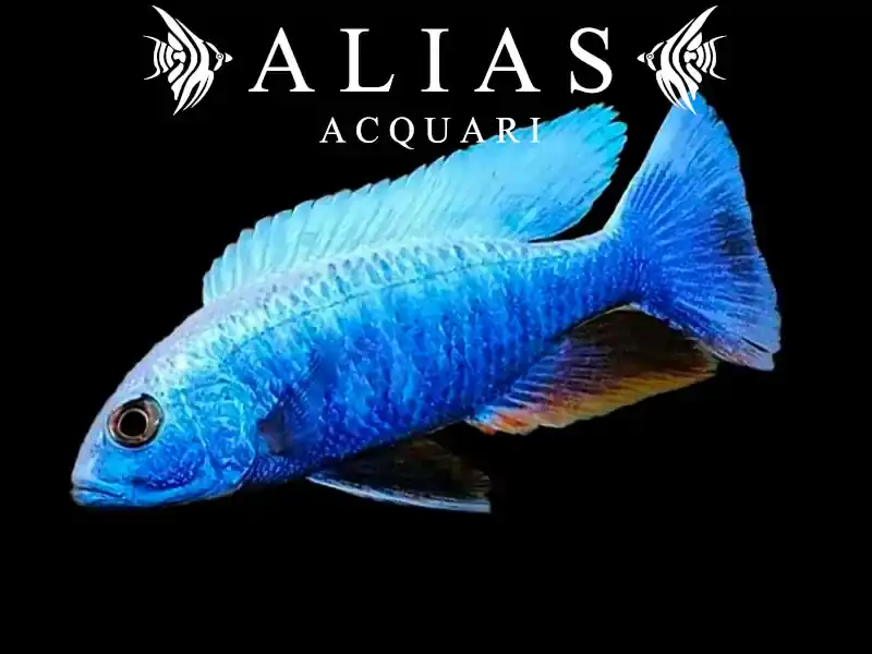 Haplochromis (Sciaenochromis) Fryeri iceberg