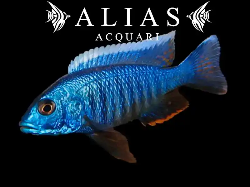 Haplochromis (Copadichromis) Jacksoni