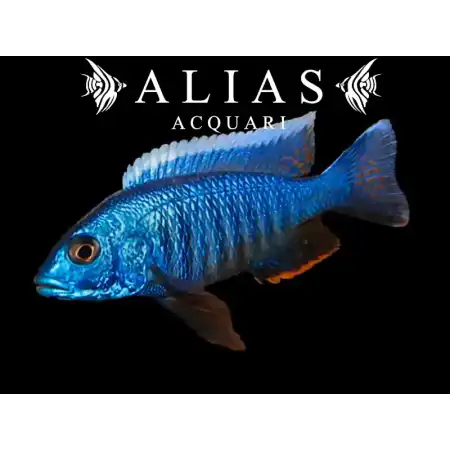 Haplochromis (Copadichromis) Jacksoni