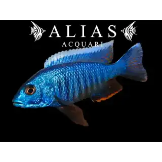 Haplochromis (Copadichromis) Jacksoni