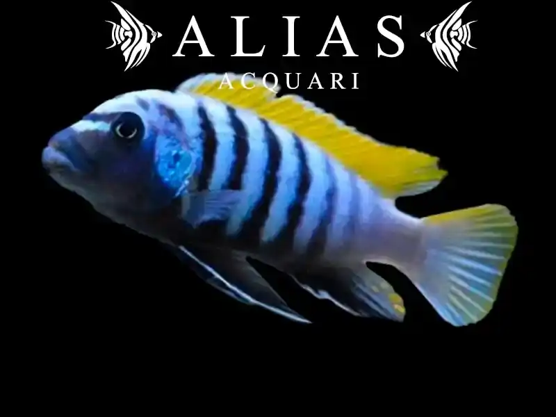 Cynotilapia Afra Jalo Reef