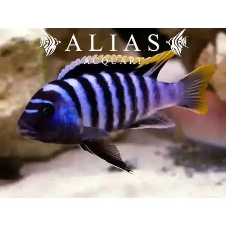 Cynotilapia sp. Jalo Jalo Reef