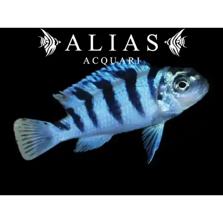 Pseudotropheus Lombardoi