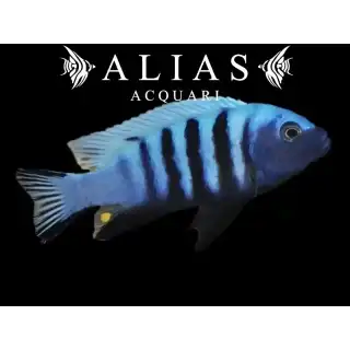 Pseudotropheus Kingsizei blue gold