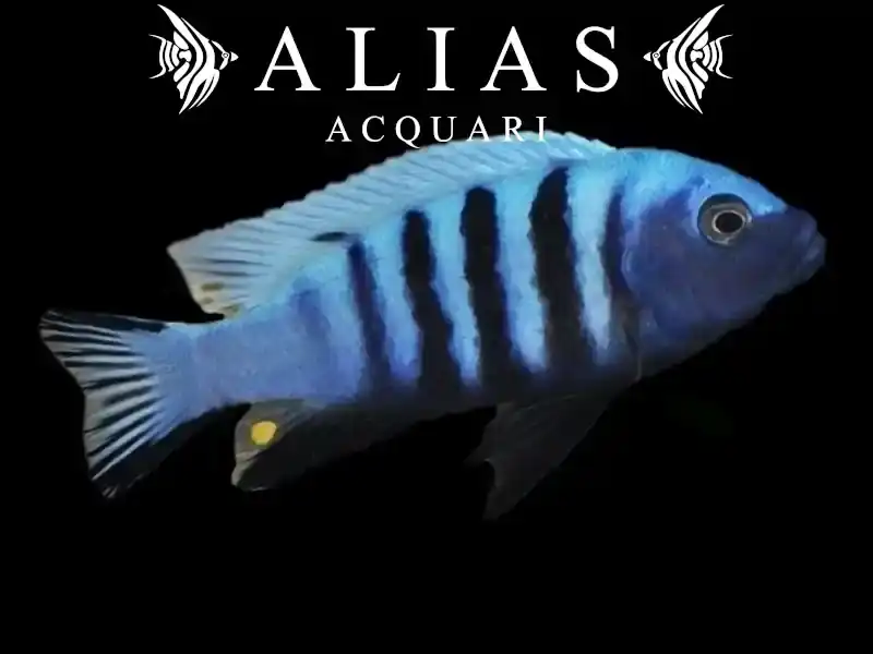 Pseudotropheus Kingsizei blue gold