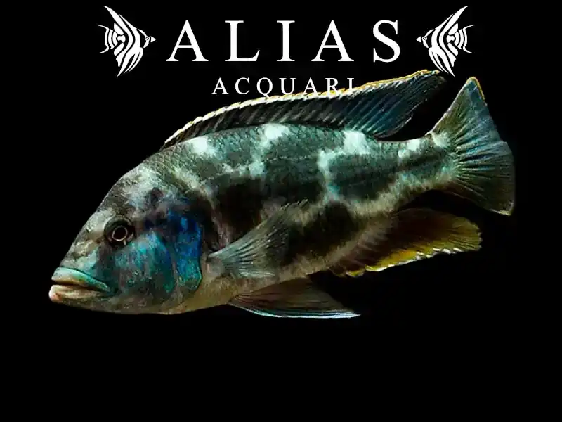 Haplochromis (Nimbochromis) Livingstonii