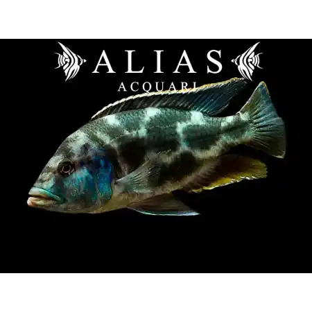Haplochromis (Nimbochromis) Livingstonii