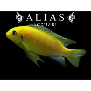 Pseudotropheus Tropheops macrophthalmus Lumbira