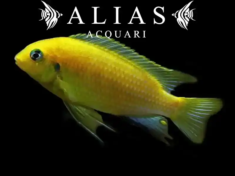 Pseudotropheus Tropheops macrophthalmus Lumbira