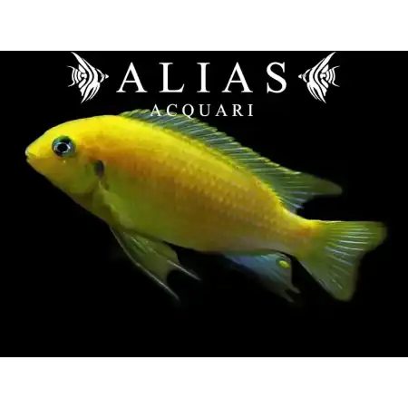 Pseudotropheus Tropheops macrophthalmus Lumbira