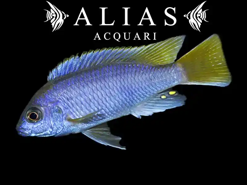 Pseudotropheus Acei Luwala