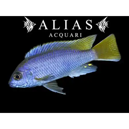 Pseudotropheus Acei Luwala